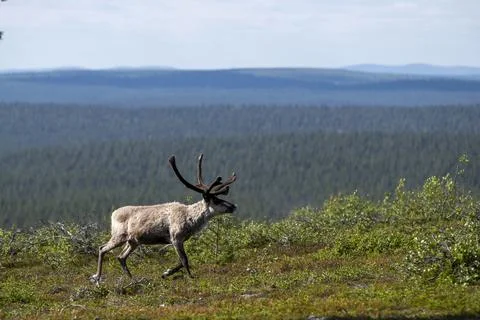 Reindeer Stock Photos