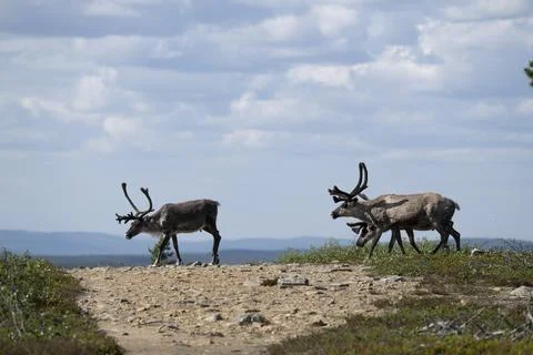 Reindeer Foto stock