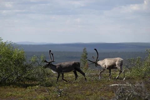 Reindeer Stock Photos
