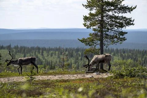 Reindeer Stock Photos