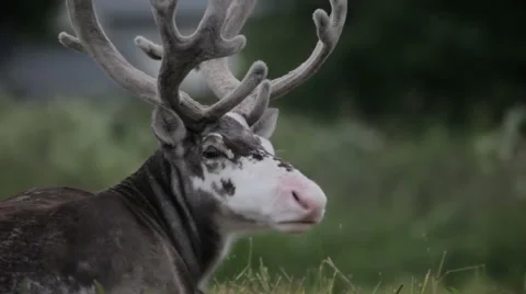 Reindeer with pink nose Stock Footage 67677693