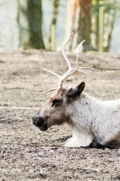 Reindeer profile Stock Photos