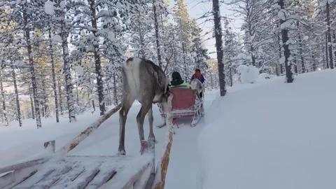 Reindeer pulling a sled through snow. Stock Footage 301466926