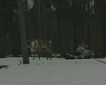 A reindeer pulls a man on a sleigh through the forest Stock Footage