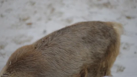 Reindeer (Rangifer tarandus) Stock Footage 84757058