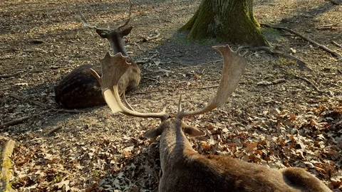 Reindeer rest in a park in Berlin 스톡 동영상 127590778