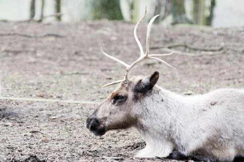 Reindeer resting Stock Photos