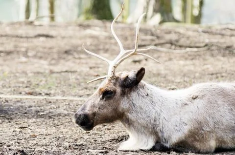 Reindeer resting Stock Photos