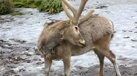 Reindeer scratching horns of back Stock Footage 56773720