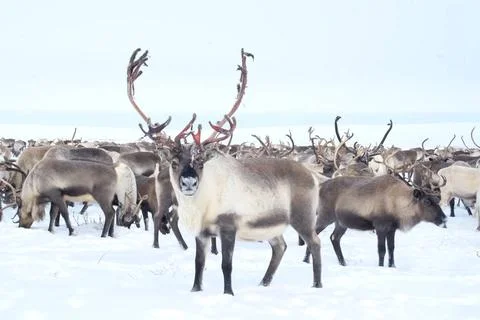 Reindeer in the sima tundra in snow. Reindeer in the sima tundra in the sn... Stock Photos
