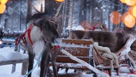 Reindeer Sled Stock Footage 122941759