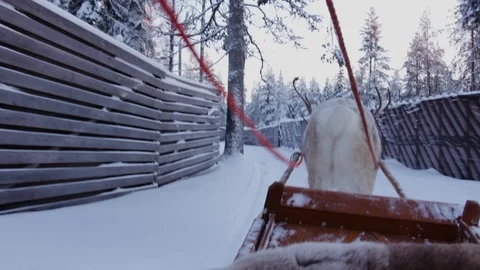 Reindeer Sled Ride Stock Footage