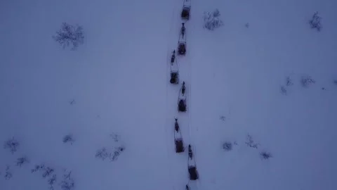 Reindeer sledding in the Arctic Video stock 246926131