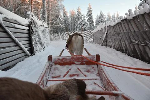 Reindeer sledge Foto stock