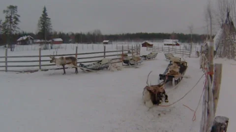 Reindeer with sledges Stock Footage 37207401