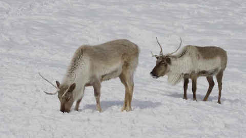 Reindeer slow motion side profile Stock Footage 87239608