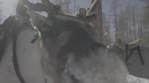 Reindeer in the snow Stock Footage 244326960