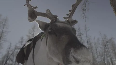 Reindeer in the snow Stock Footage 244326986