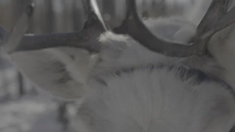 Reindeer in the snow Video stock 244326987