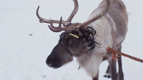 Reindeer is on the snow road.  Video stock 55870321