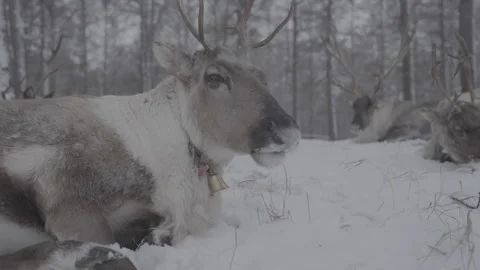 Reindeer in the snow.MP4 Video stock 320655517