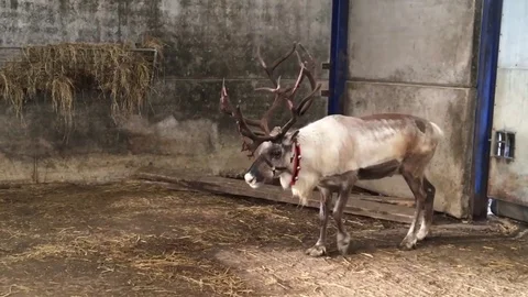 Reindeer standing inside the barn Stock-Footage 72634046
