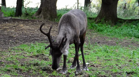 Reindeer stripping bark Stock Footage 37985169
