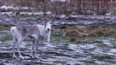 Reindeer super slow motion Stock Footage 89505009
