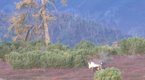 REINDEER IN THE TAIGA Video stock 706525