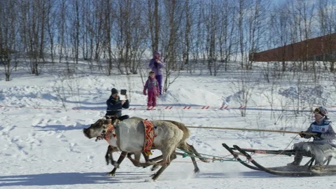 Reindeer team in competitions. Vídeo Stock 85739929