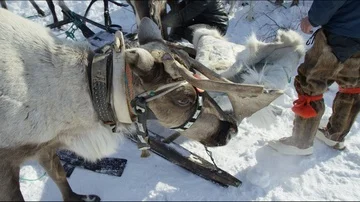 A reindeer team. Stock Footage 85739792