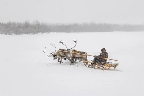 Reindeer team. Stock Photos
