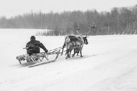 Reindeer team. Stock Photos