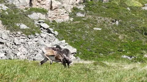 Reindeer trying to scratch himself Stockbeeldmateriaal 70160361