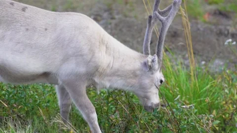 Reindeer in tundra eating grass close up white CameraHD Vídeo Stock 252191649