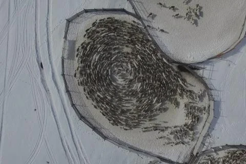 Reindeer walk in circles herd in paddock. Reindeer farm. Stock Photos