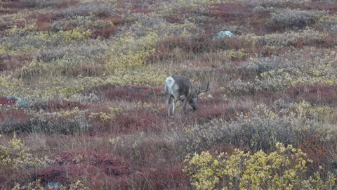 Reindeer Walking and Looking Down in Kangerlussuaq, Greenland Stock-Footage 345634335