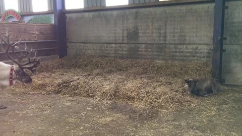 Reindeer walking around the barn 動画素材 72634024