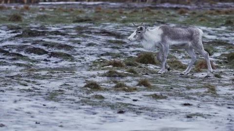 Reindeer walking Stock Footage 89505132