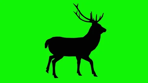 Reindeer walking forward on a green screen. Stock Footage 144268705
