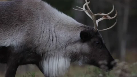 Reindeer walking side profile rolling camera paralax look 動画素材 223367230