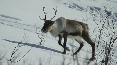 Reindeer walking in snow 스톡 동영상 12134355