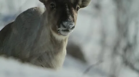 Reindeer walking in snow 스톡 동영상 12134478