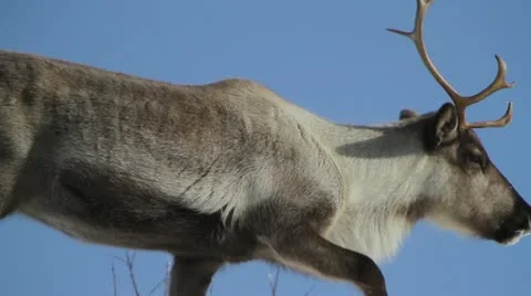 Reindeer walking in snow Stock Footage 12134657