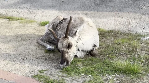 Reindeer walking in an urban setting Stock Footage 340330515