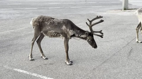 Reindeer walking in an urban setting Stock Footage 340330692