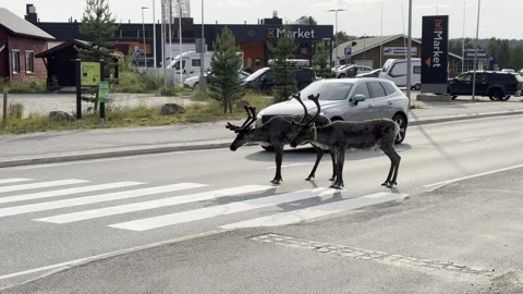Reindeer walking in an urban setting. Stock Footage 340335002