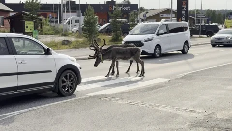 Reindeer walking in an urban setting. Stock Footage 340335028