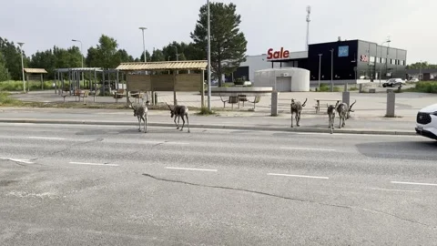 Reindeer walking in an urban setting. Stock Footage 340335249