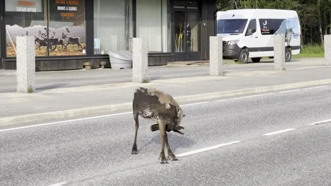 Reindeer walking in an urban setting. Stock Footage 340335466